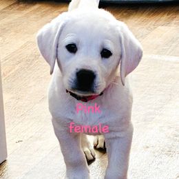 Girl 2 - Yellow female Labrador Retriever puppy in Santa Clarita, California from Five Star Labradors