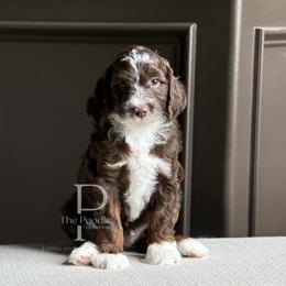 Flint - Brown and white male Bernedoodle puppy in Tulsa, Oklahoma from The Poodle Co. Raising Doodles & Poodles