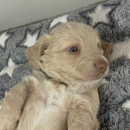 Grey boy - Cream male Dachshund puppy in Kissimmee, Florida from Dazzling Frenchies and Doxies