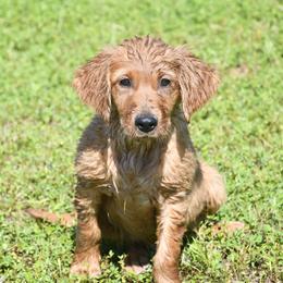 Brown Male (Previously Dark Green) - Dark golden male Golden Retriever puppy in Milan, Tennessee from Ivy League Golden Retrievers