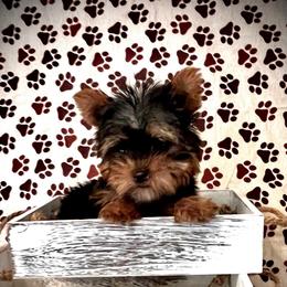 Roxy - Black and tan female Yorkshire Terrier puppy in San Antonio, Texas from CISCOK9