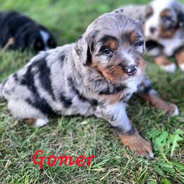 GOMER - Blue male Companion Cross puppy in Viking, Minnesota from Son Shine Farm