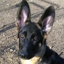 German Shepherds from Ceili Shepherds
