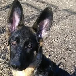 German Shepherds from Ceili Shepherds