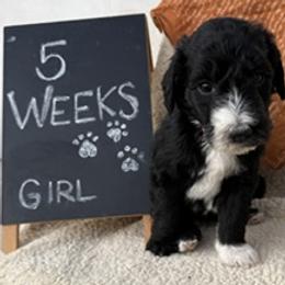 Pink - Black and white female Sheepadoodle puppy in Whittier, California from HOUSE OF DOODLES