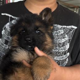 Jack - Black and red male German Shepherd puppy in Youngsville, North Carolina from di Casa Ortiz German Shepherds