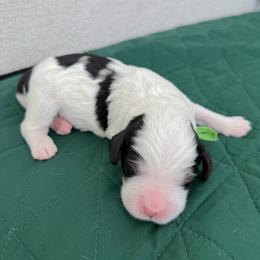 Wormtail - Tri-color male Bernedoodle puppy in Apache Junction, Arizona from Coffey House Doodles