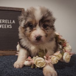 Australian Shepherd Puppies from Kelly Krew Aussies