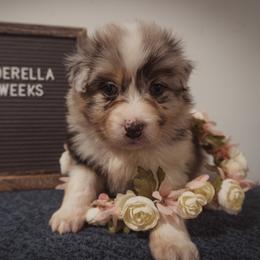Australian Shepherd Puppies from Kelly Krew Aussies