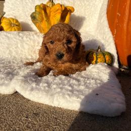 Millie - Red  female Goldendoodle puppy in Wever, Iowa from JK Royal Lines