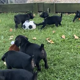Mountain Cur Puppies from Walnut Ridge Mountain Curs