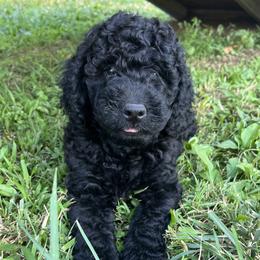 Goldendoodle Puppies from Happy_Tails_by_TJ