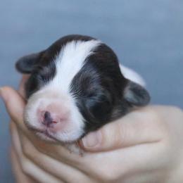 Lark - Blue female Pembroke Welsh Corgi puppy in Fayetteville, Arkansas from Intergalactic Corgis