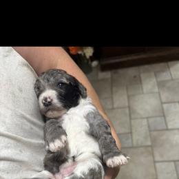 Bernedoodle Puppies from Shanda Rascoe's Bernedoodle and Goldendoodle Puppies