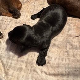 Solid black female - Black female Dachshund puppy in Mc Donough, Georgia from Doxie Gang