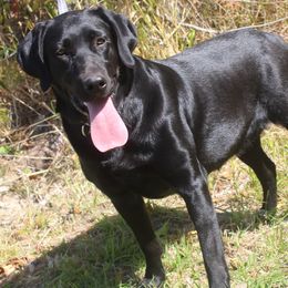 Eve - Labrador Retriever