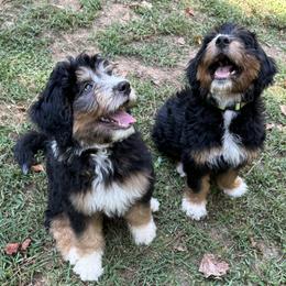 Bernedoodle Puppies from Mercury Bernedoodles