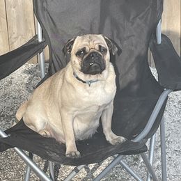 Dolly - Pug