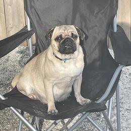 Dolly - Pug