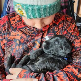 Scottish Terrier Puppies from Scotties By Stout