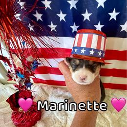 Marinette - Black and tan female Pembroke Welsh Corgi puppy in Corning, California from C.H. Pembroke Corgis