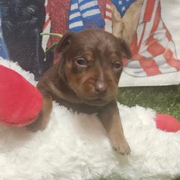 Lucky - Chocolate and rust male Miniature Pinscher puppy in Baton Rouge, Louisiana from Pike's Pups