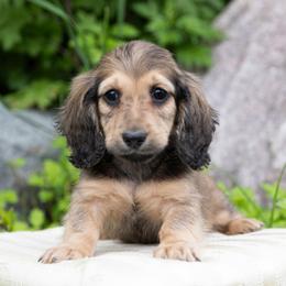 Fee 5000dollars - Cream male Dachshund puppy in Crystal, Michigan from Mare-bella Dachshunds