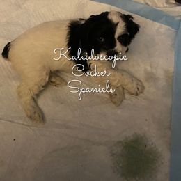 Cocker Spaniel Puppies from Kaleidoscopic Creations