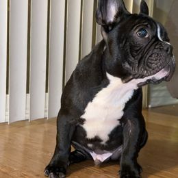 French Bulldog Puppies from French OG Los Ángeles