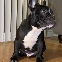 French Bulldog Puppies from French OG Los Ángeles