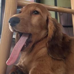 Johanna - Dachshund
