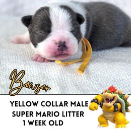 Bowser - Blue male Boston Terrier puppy in West Jefferson, Ohio from Kline Kennels