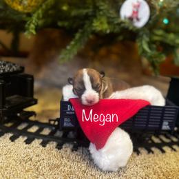 Megan - Sable female Pembroke Welsh Corgi puppy in Sheldon, Missouri from Clearsky Corgis