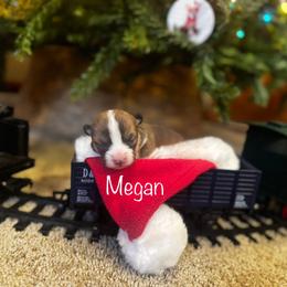 Megan - Sable female Pembroke Welsh Corgi puppy in Sheldon, Missouri from Clearsky Corgis