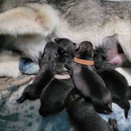 Brown - Black and gray male Norwegian Elkhound puppy in Northfield, Minnesota from Furever Elkhounds