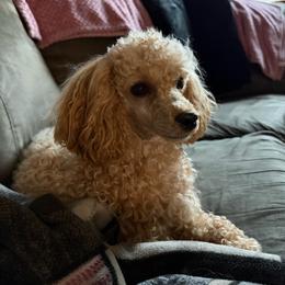 Charlotte - Poodle