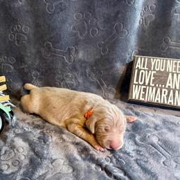 Orange Collar - Silver gray male Weimaraner puppy in Sevierville, Tennessee from K&K Weimaraners