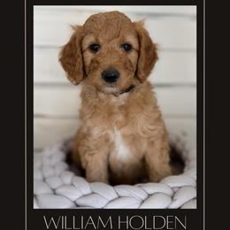 William Holden - Apricot male Goldendoodle puppy in San Jose, California from Red White and Doodle
