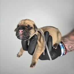 Asher - Fawn male Cane Corso puppy in Elkhart, Indiana from Martins Almighty Cane Corsos