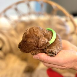Goldendoodle Puppies from Poodle lovers
