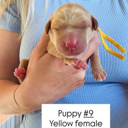Yellow Collar - Yellow female Labrador Retriever puppy in Sumerduck, Virginia from Cedar Mountain Retrievers