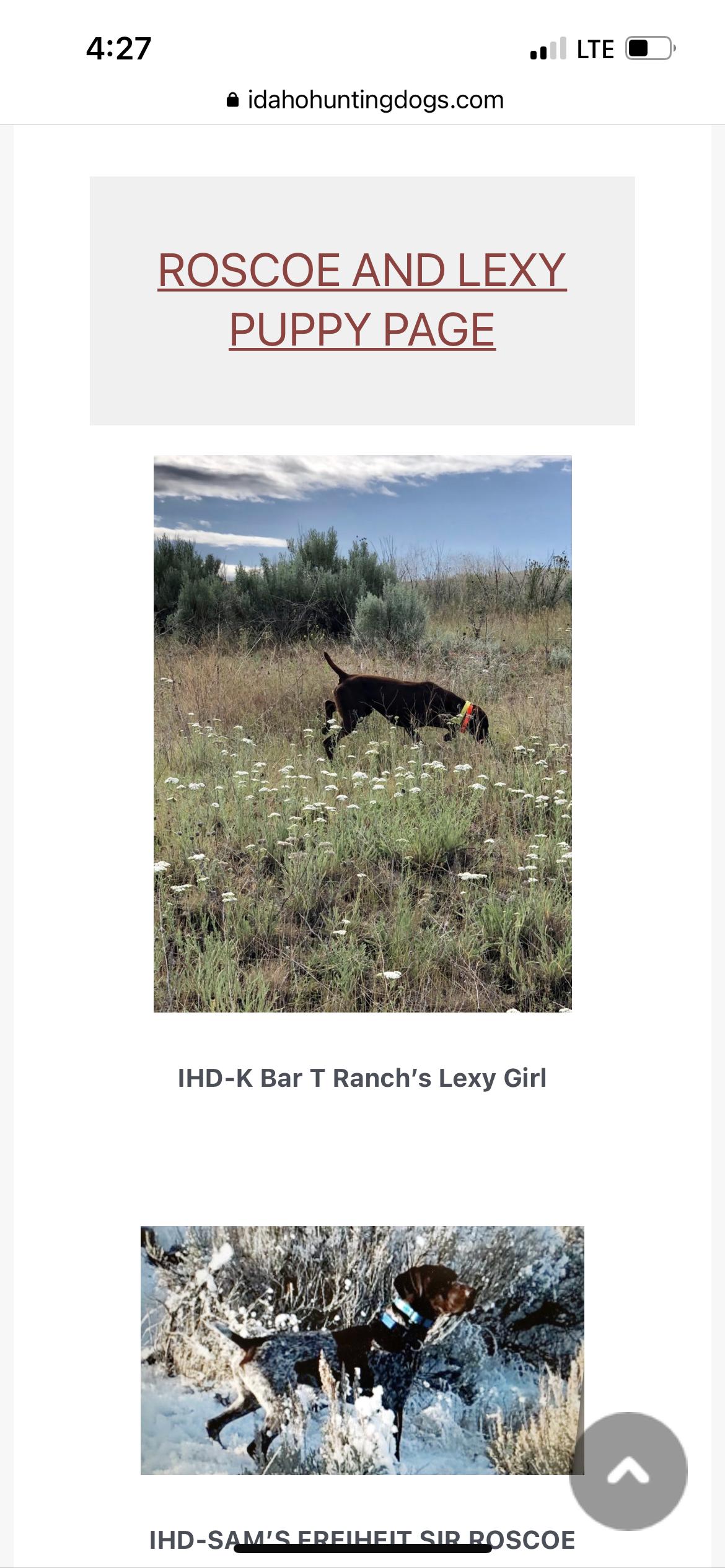 Lexy