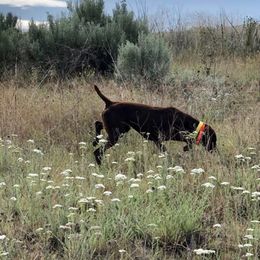 Lexy - German Shorthaired Pointer