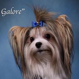 Biewer Terriers, German Shepherds, and Yorkshire Terriers from Mark Carfagno's Pups