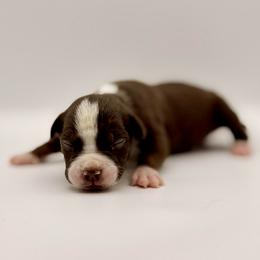 Hazel - Brown female American Bully puppy in Conroe, Texas from Titanium Kilo Kennels Texas