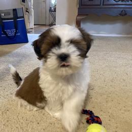 Shih Tzu All Grown Up from Shih Tzu Jewels of Cocoa