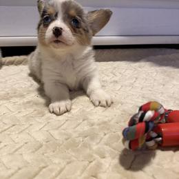 Piper - Blue merle and white female American Corgi puppy in Decatur, Texas from Bar S Corgis