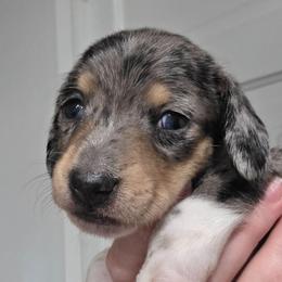 Maevis's black and tan dapple piebald smooth girl - Dapple female Dachshund puppy in Declo, Idaho from Dozendachs