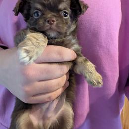 Magel - Chocolate male Chihuahua puppy in Amity, Pennsylvania from Baxters Chihuahuas
