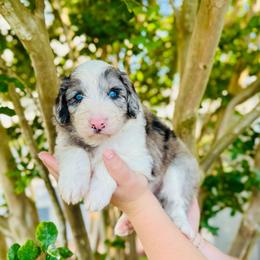 Apache - White and blue merle male Bordoodle puppy in Elizabeth City, North Carolina from Howdy Doodles